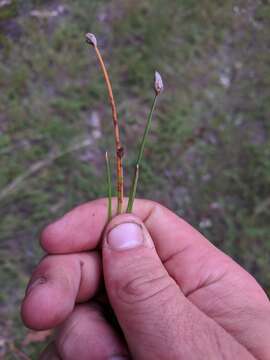 Eleocharis melanocarpa Torr.的圖片