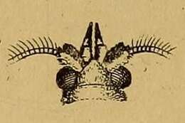 Image of Hypotia