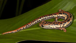 Image of Black-and-Gold Salamander