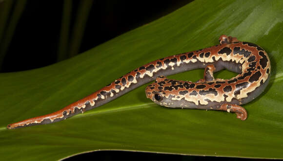 Imagem de Bolitoglossa mexicana Duméril, Bibron & Duméril 1854