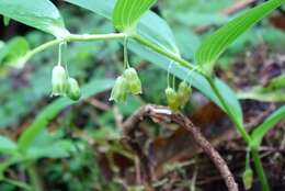 Sivun Heteropolygonatum alte-lobatum (Hayata) Y. H. Tseng, H. Y. Tzeng & C. T. Chao kuva