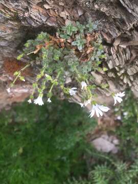 Image of Cerastium morrisonense Hayata