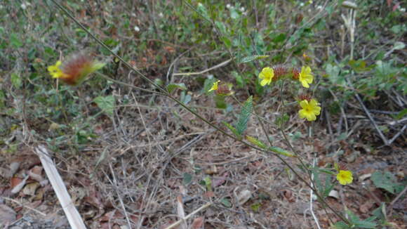 Imagem de Waltheria operculata Rose