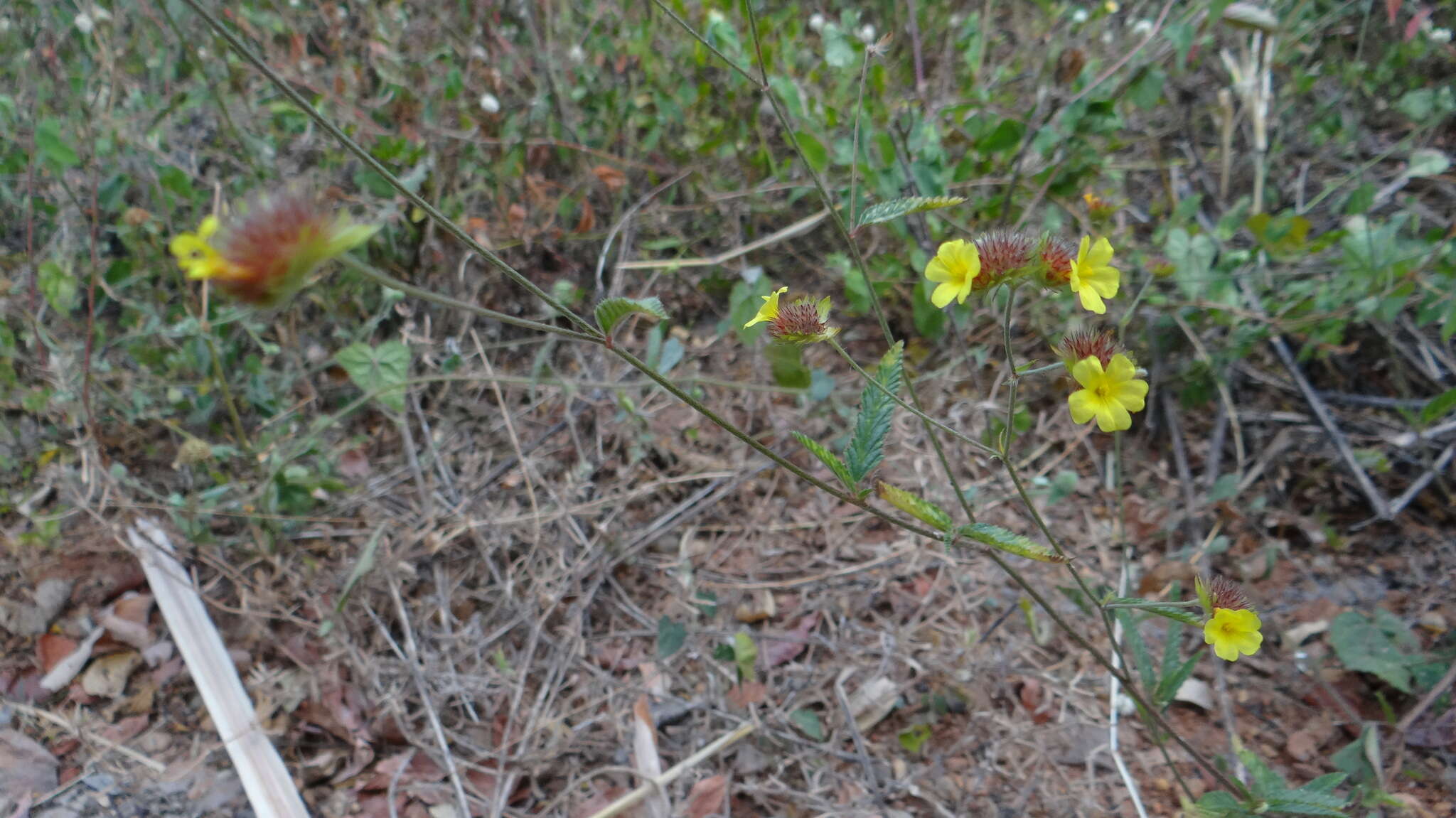 Plancia ëd Waltheria operculata Rose