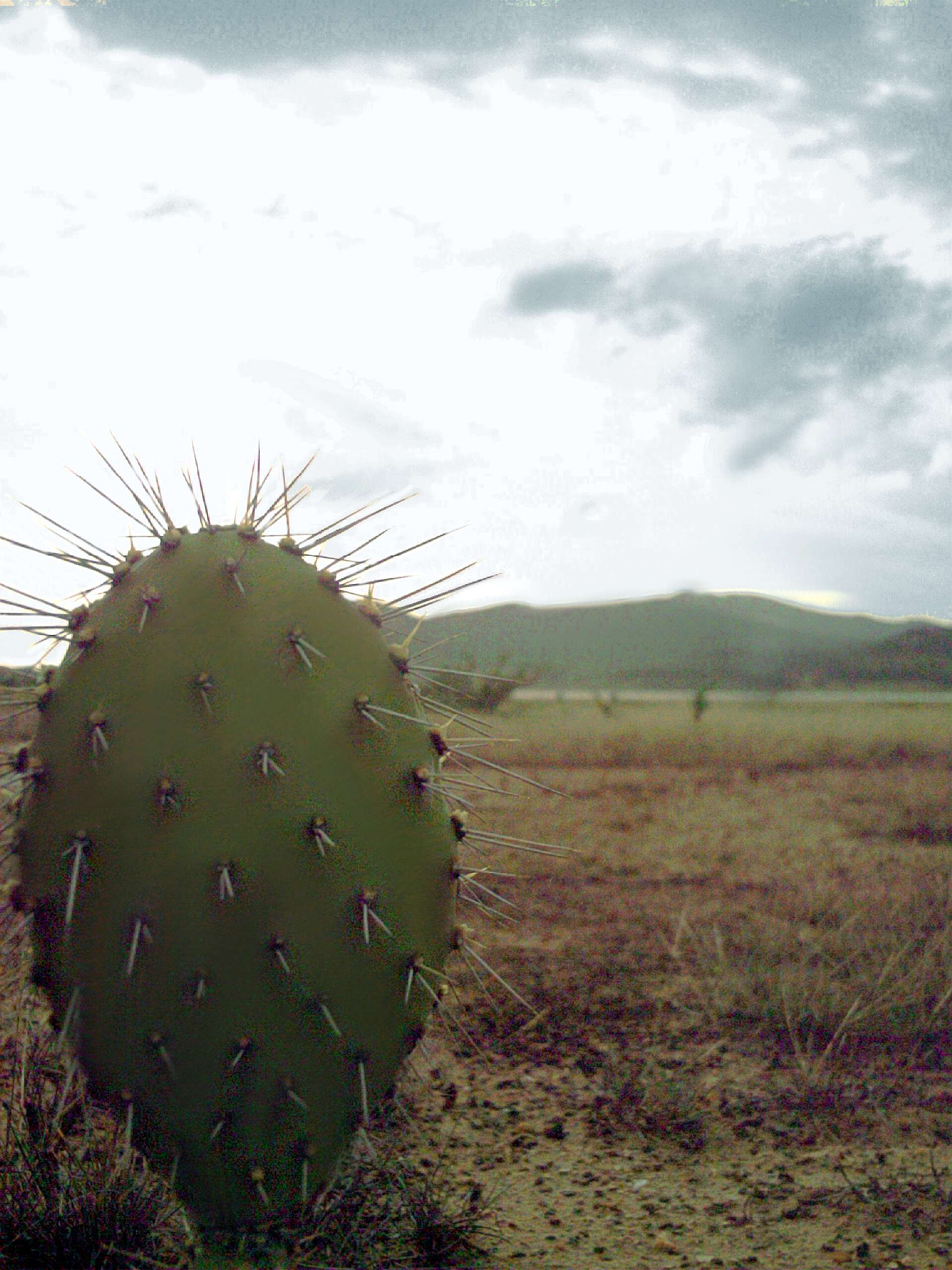 Imagem de Opuntia tuna (L.) Mill.