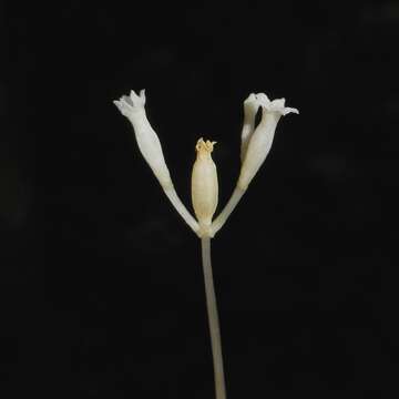 Image of parasitic ghostplant