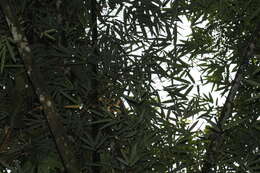 Image of Wagler's Keeled Green Pit Viper