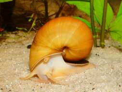 Image of Common Apple Snail