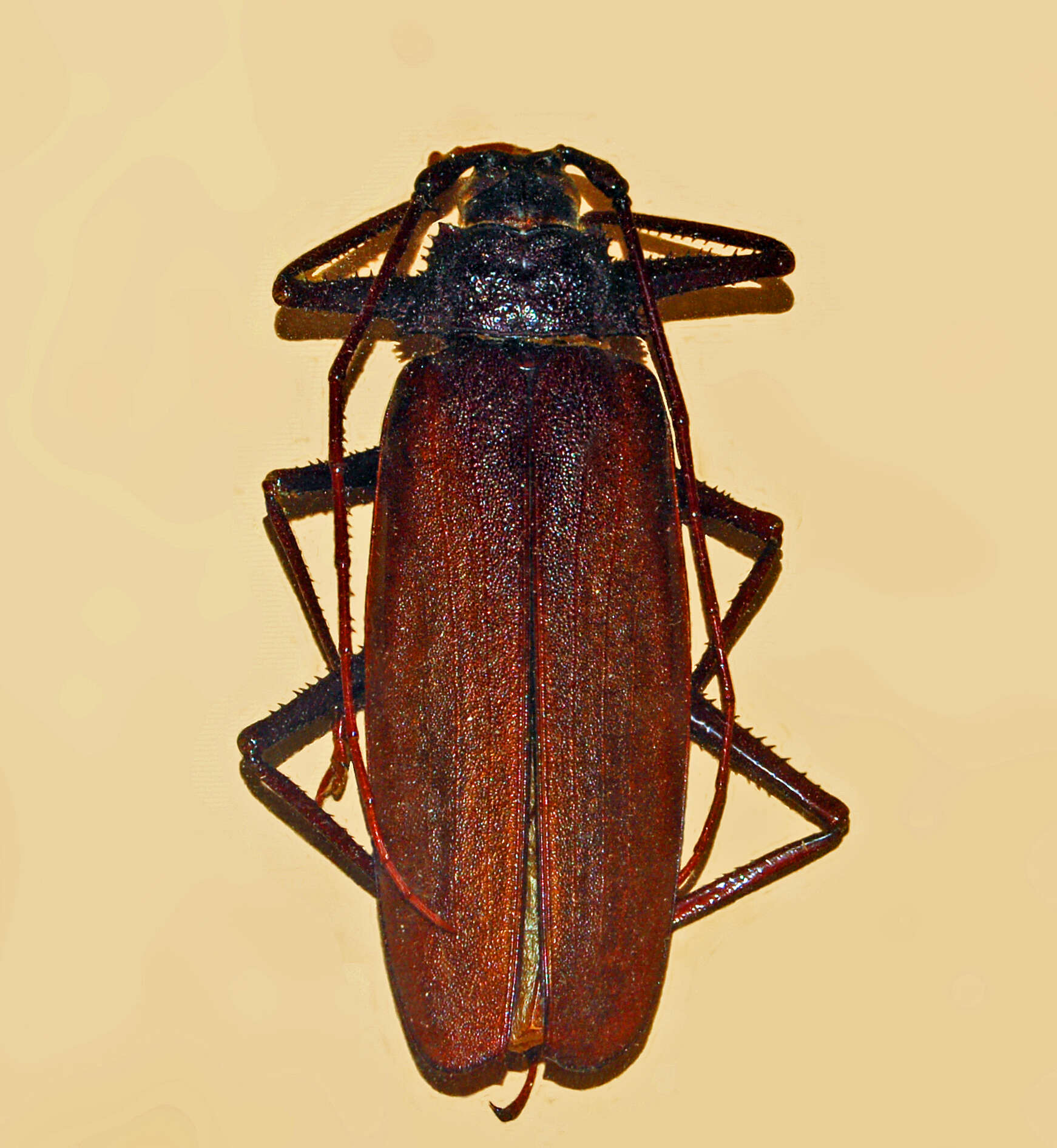 Image of Macrotoma