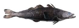Image of Chilean Sea Bass