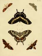 Sivun Papilio menestheus Drury (1773) kuva