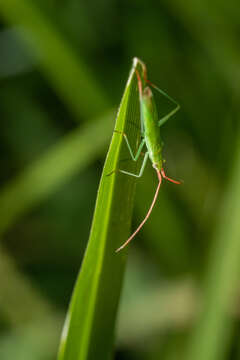 Image of Rice Leaf Bug