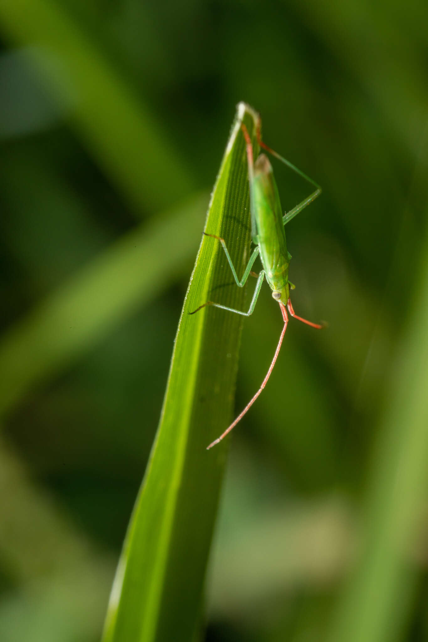 Trigonotylus caelestialium (Kirkaldy 1902)的圖片