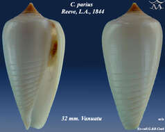 Image of Conus parius Reeve 1844