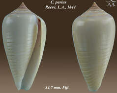 Image of Conus parius Reeve 1844