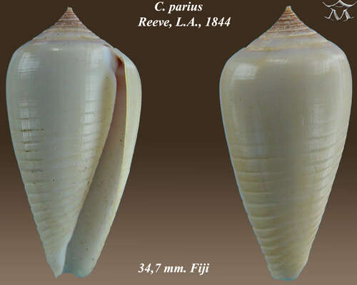 Image of Conus parius Reeve 1844