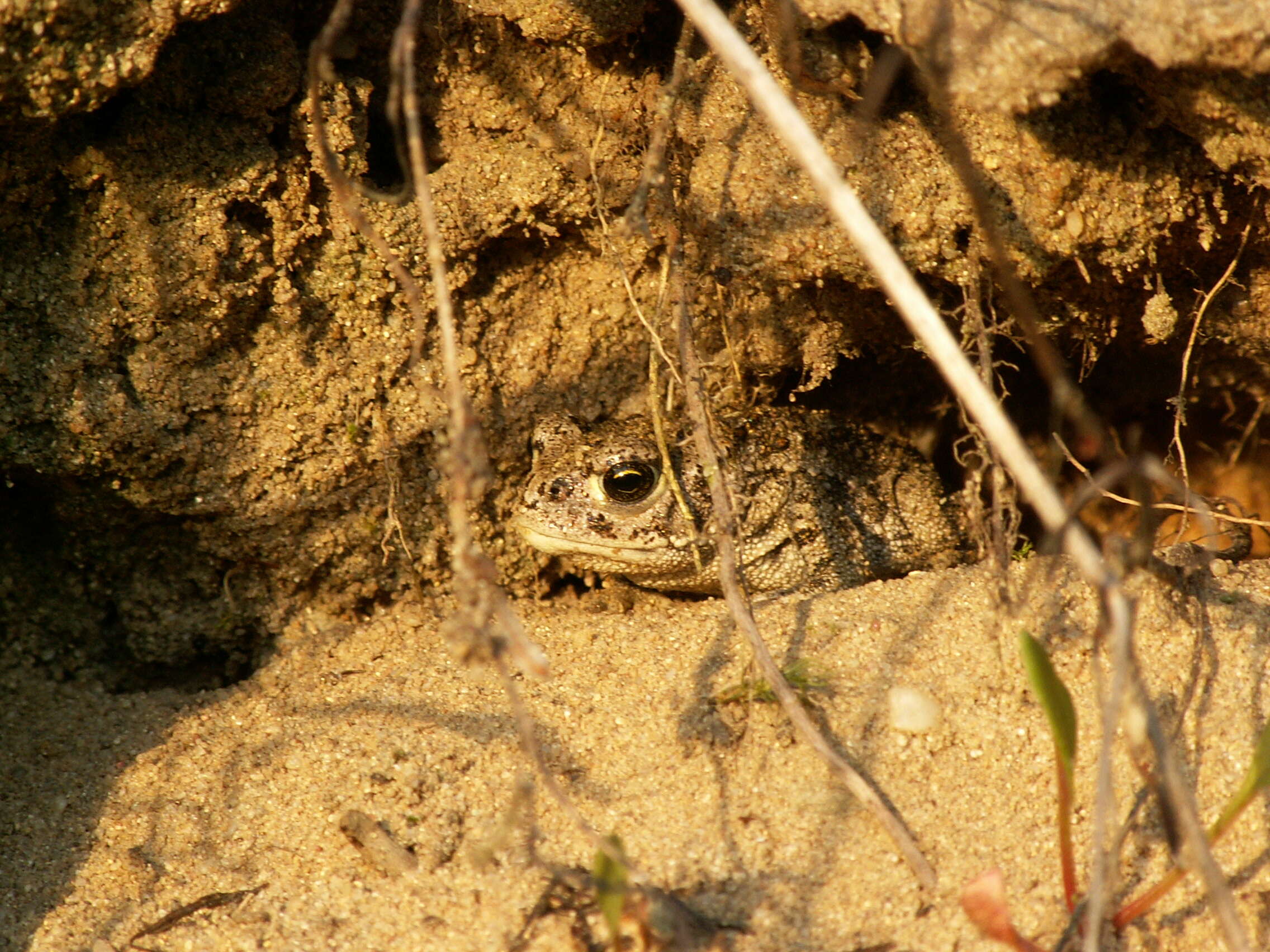 Image of Natterjack toad