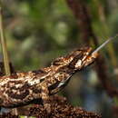 Image of Knysna dwarf chameleon