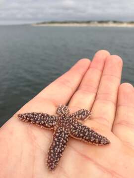 Image of Common sea star