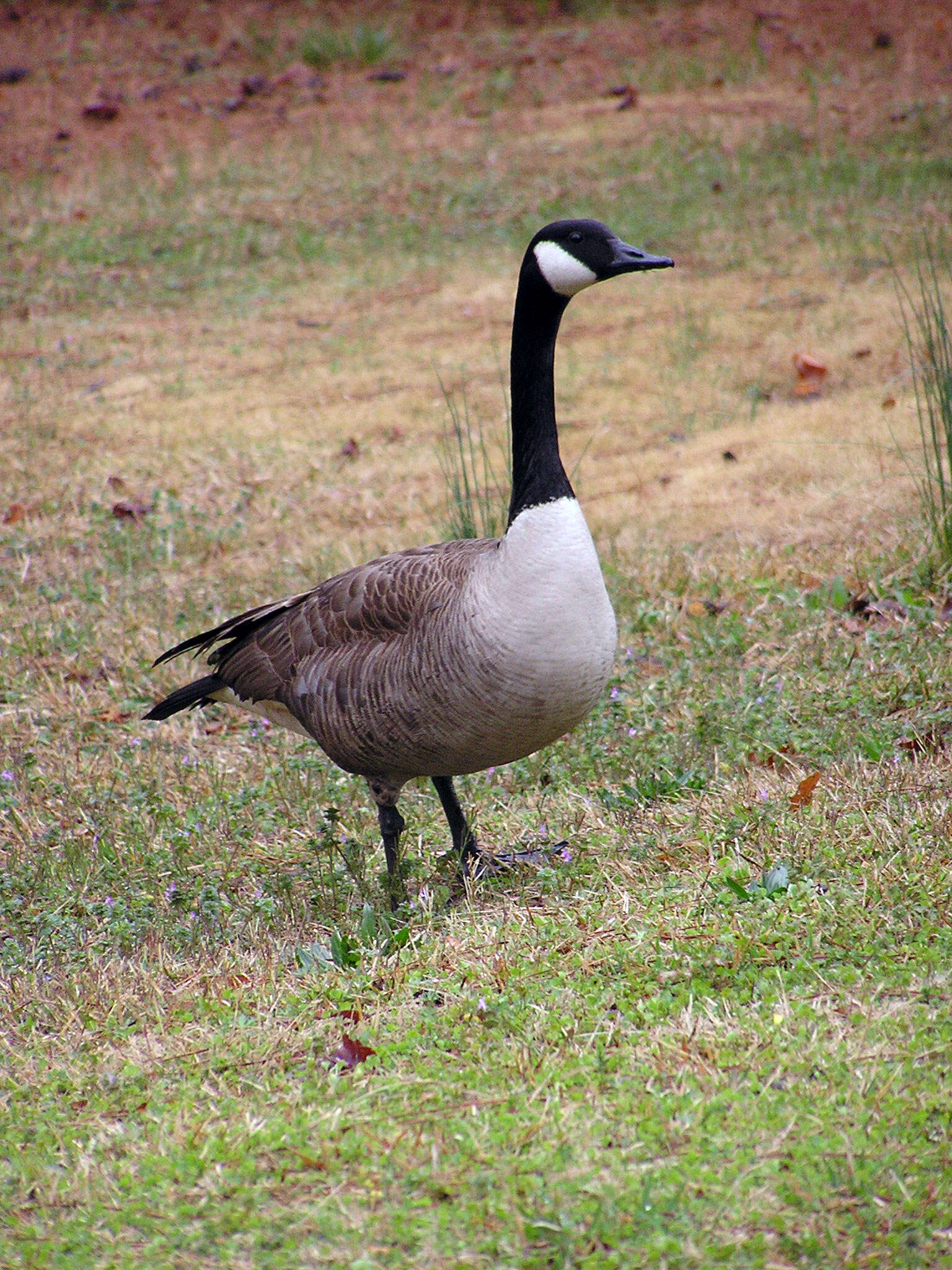 Image of Hawaiian goose