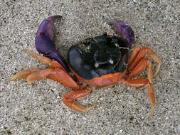 Image of Mexican Land Crab