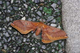 Image of Saturnia (Rinaca) japonica ryukyensis Inoue 1984