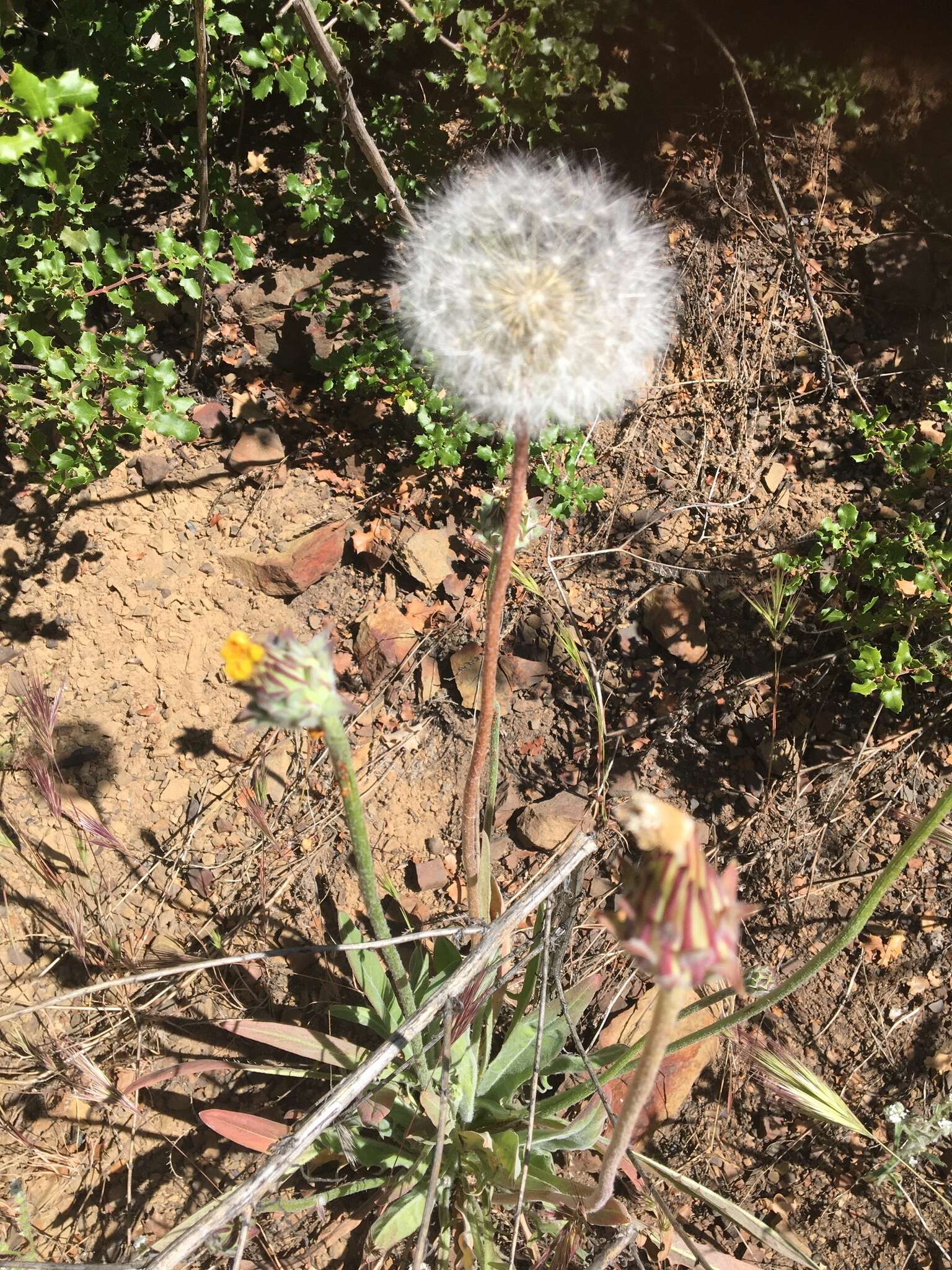 Plancia ëd <i>Agoseris <i>grandiflora</i></i> var. grandiflora