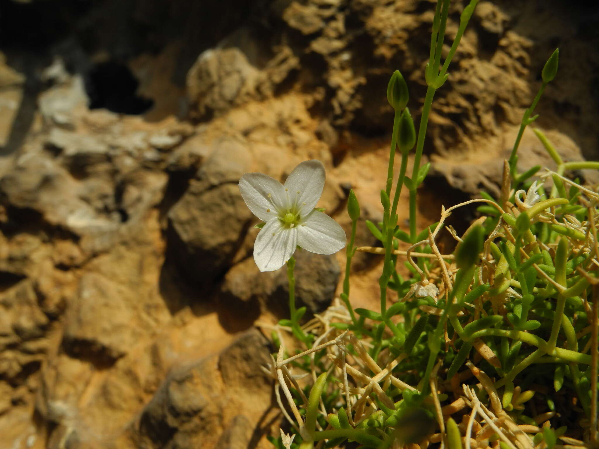 Image de Moehringia bavarica subsp. bavarica