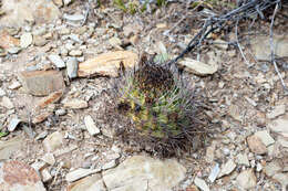 Image of Echinopsis lateritia Gürke