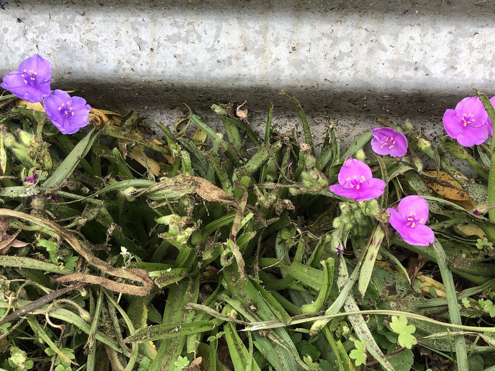 Image of diffuse spiderwort