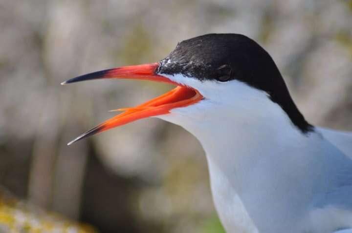 Image of Common Tern