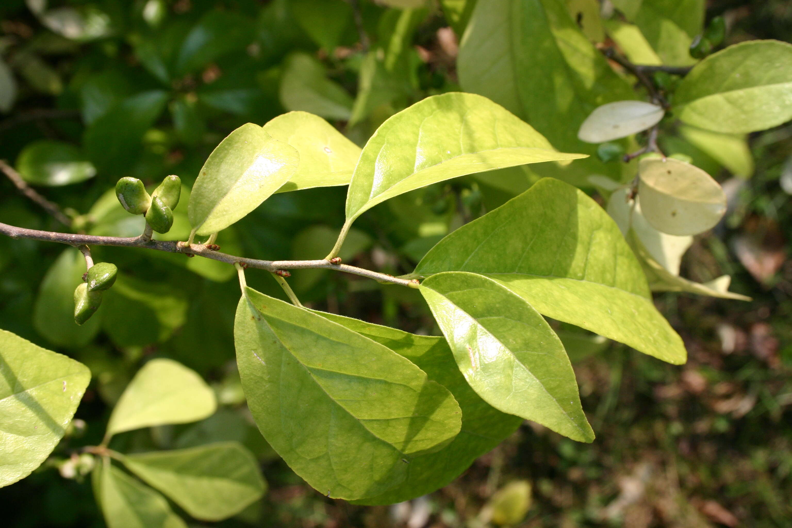 Sivun Orixa japonica Thunb. kuva