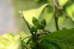 Image of Orixa japonica Thunb.