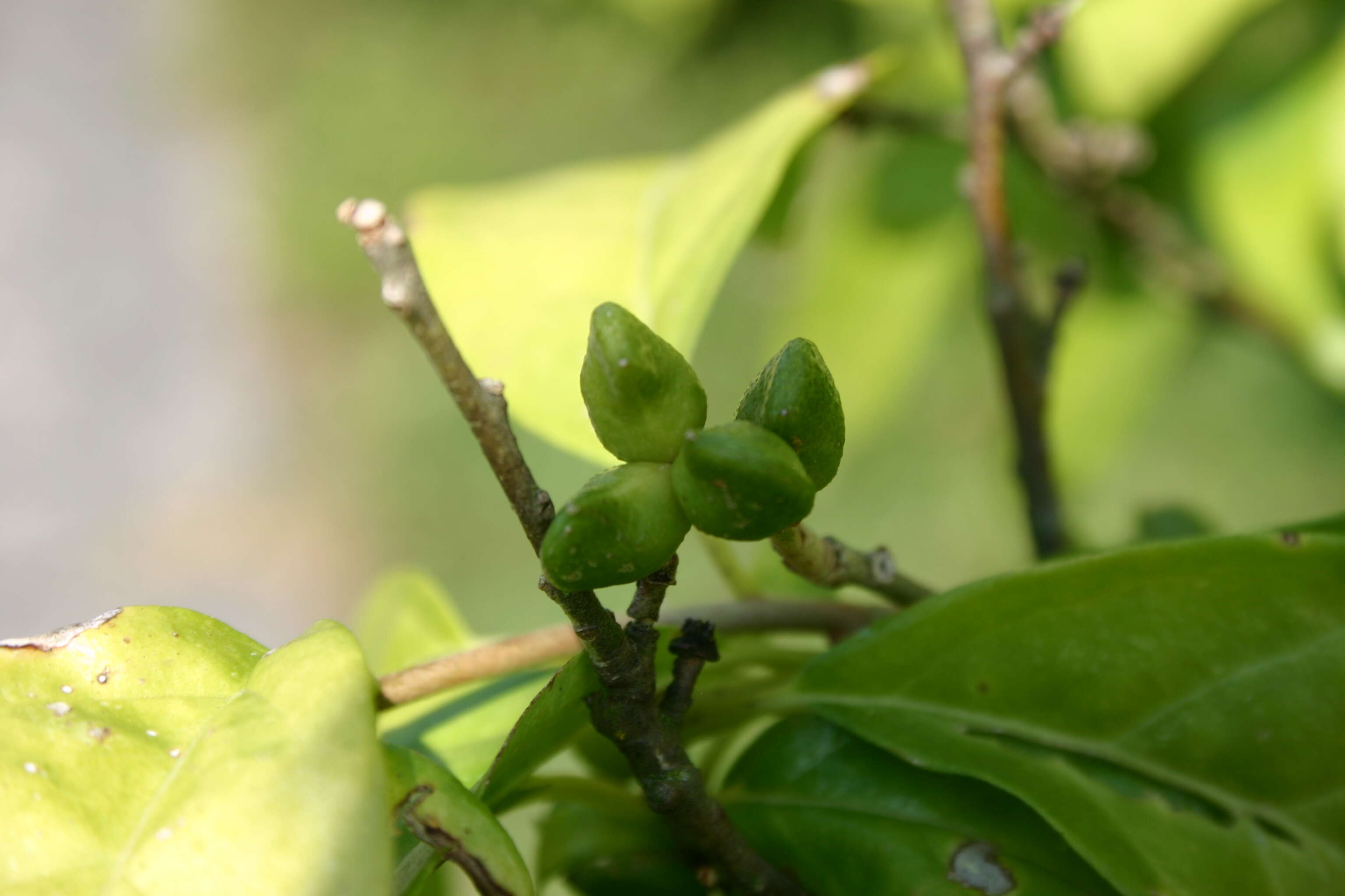 Sivun Orixa japonica Thunb. kuva