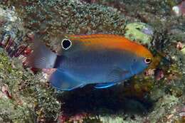 Image of White-tail damsel