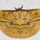 صورة Pselaphelia flavivitta (Walker 1862)