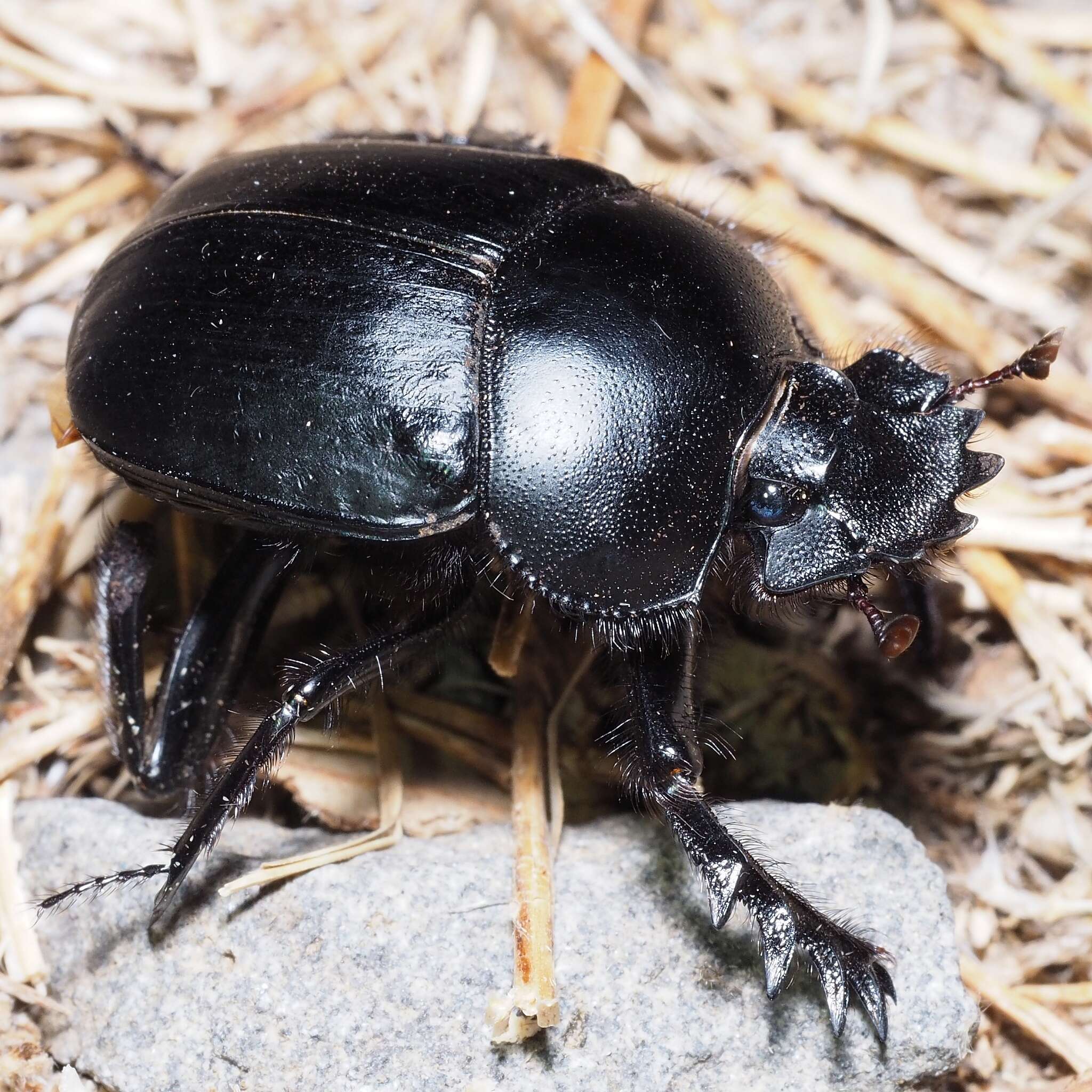 Image of Scarabaeus typhon (Fischer von Waldheim 1823)