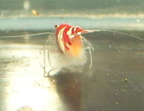 Image of Caridina cantonensis