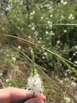 Imagem de Oenothera glaucifolia W. L. Wagner & Hoch