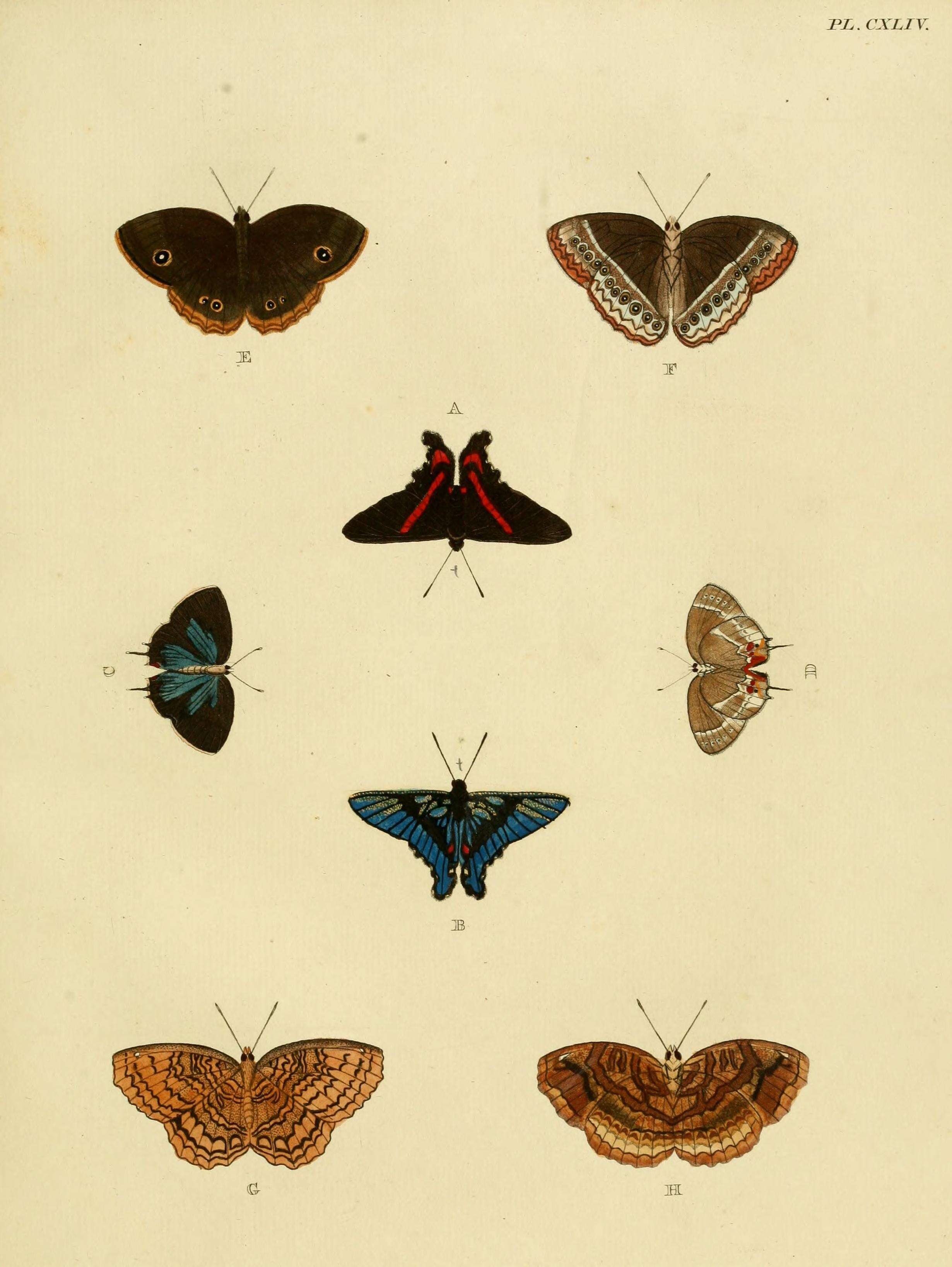 Image of Ancyluris meliboeus Fabricius 1776
