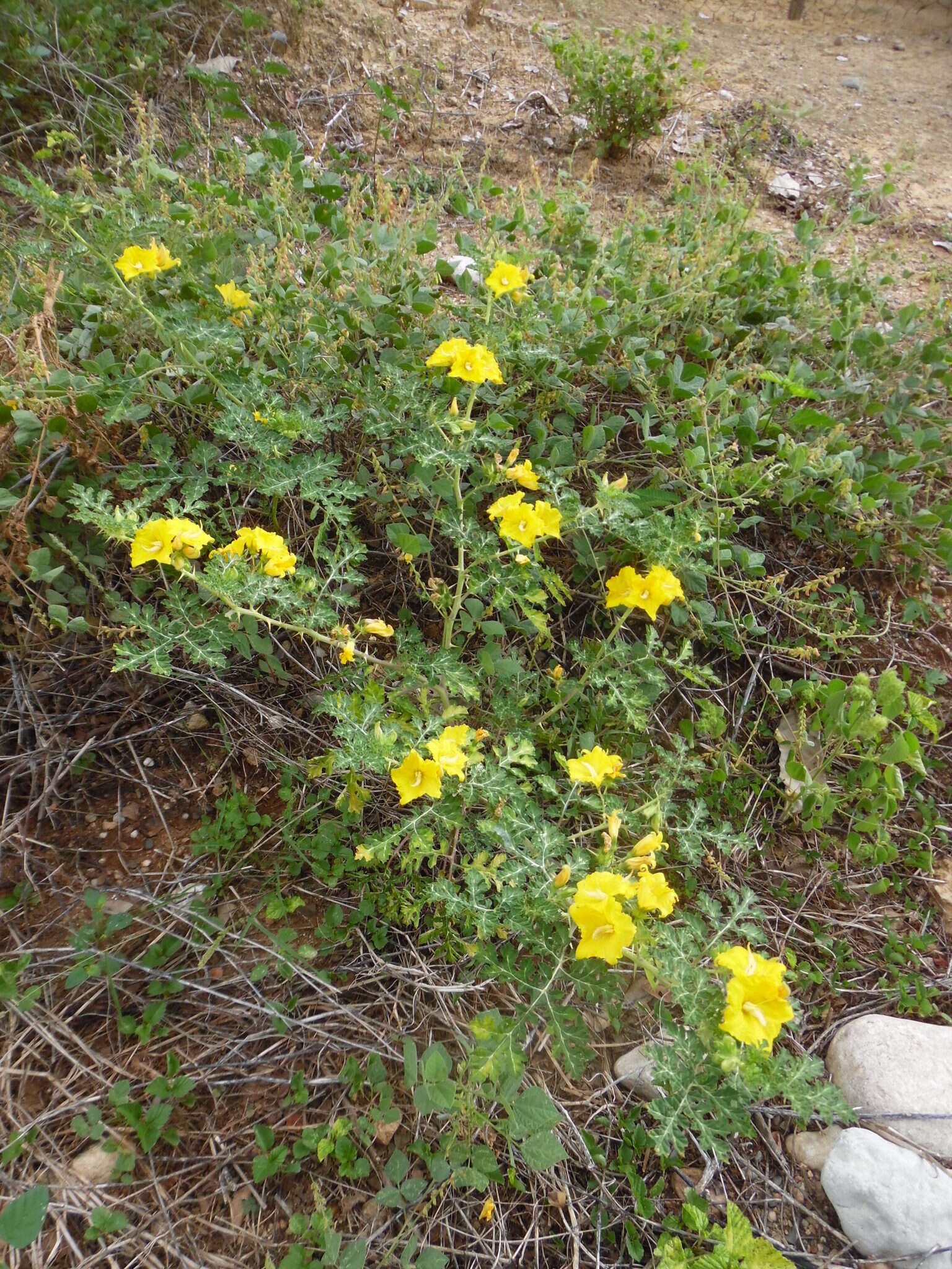 Imagem de Solanum angustifolium Houst. ex Miller