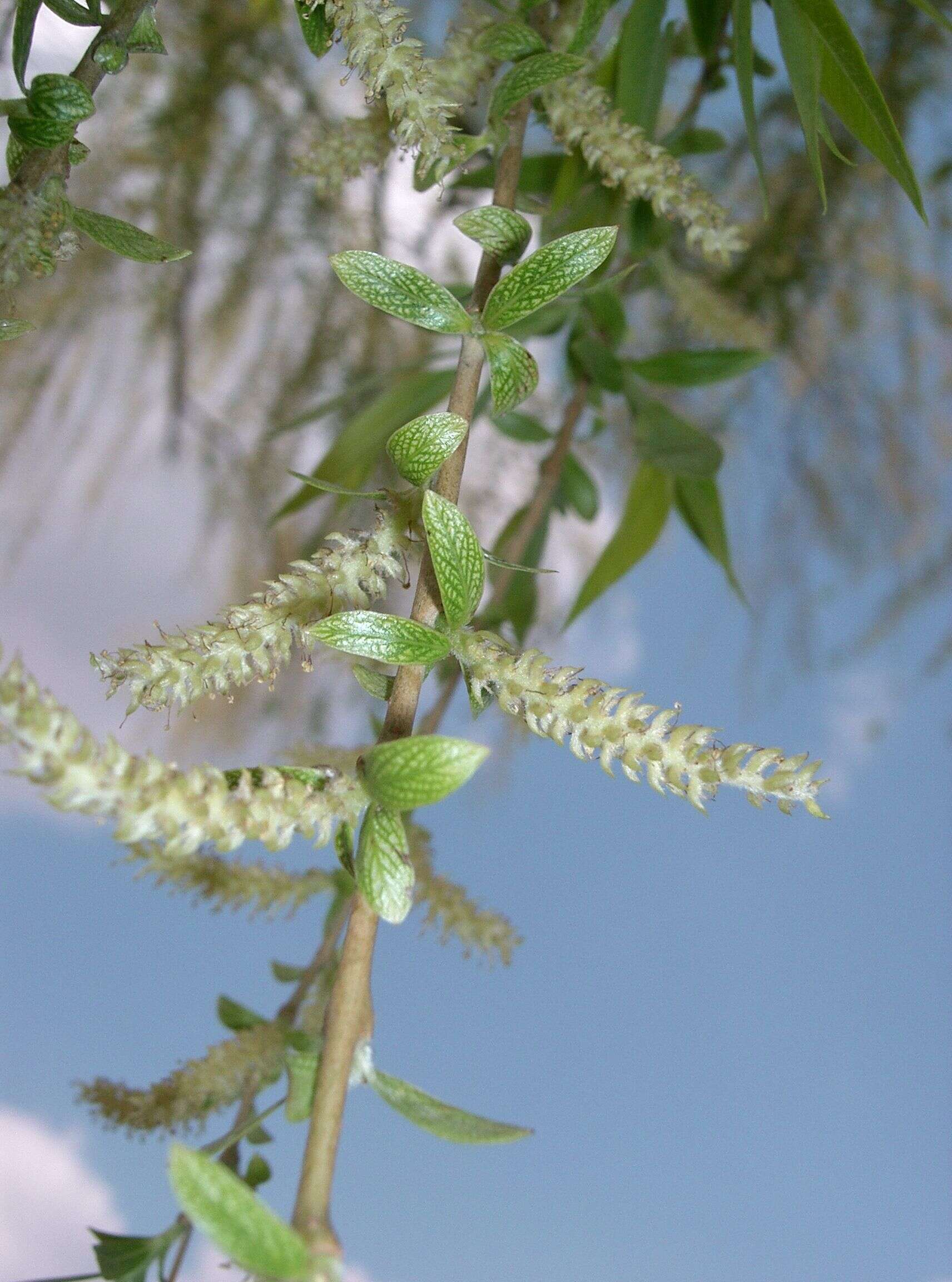 Plancia ëd Salix babylonica L.