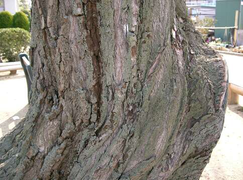 Image of Peking Willow