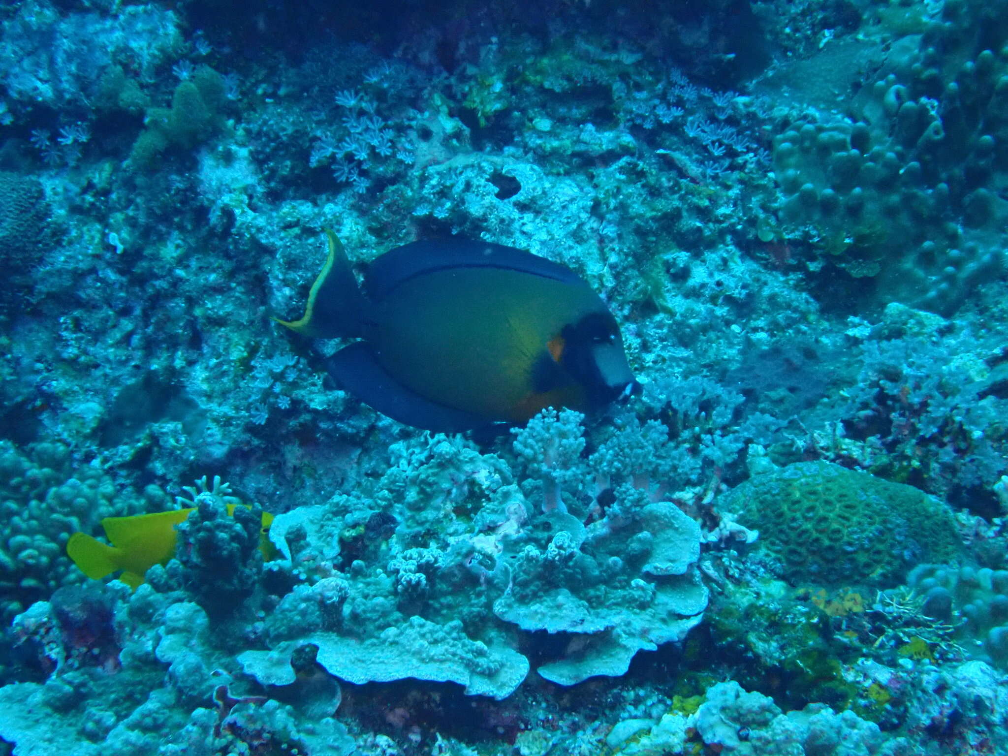 Image of Chocolate Surgeonfish