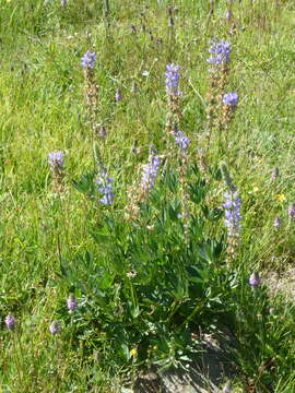 Image of largeleaf lupine