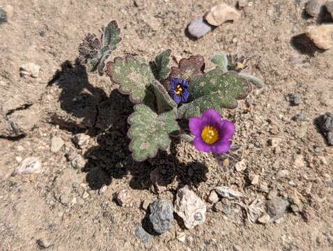 Image of nakedstem phacelia