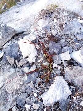 Imagem de Epilobium gracilipes T. Kirk