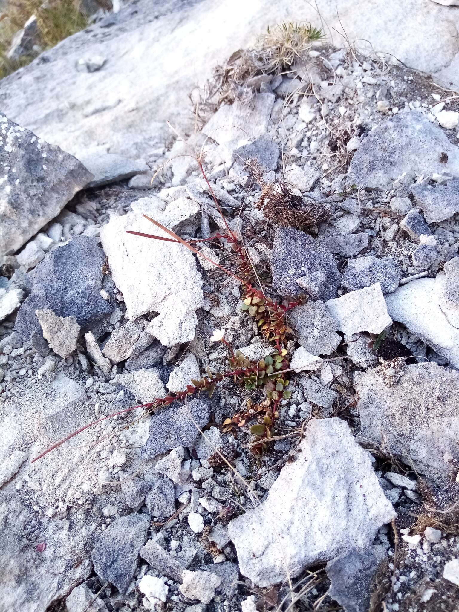 Imagem de Epilobium gracilipes T. Kirk