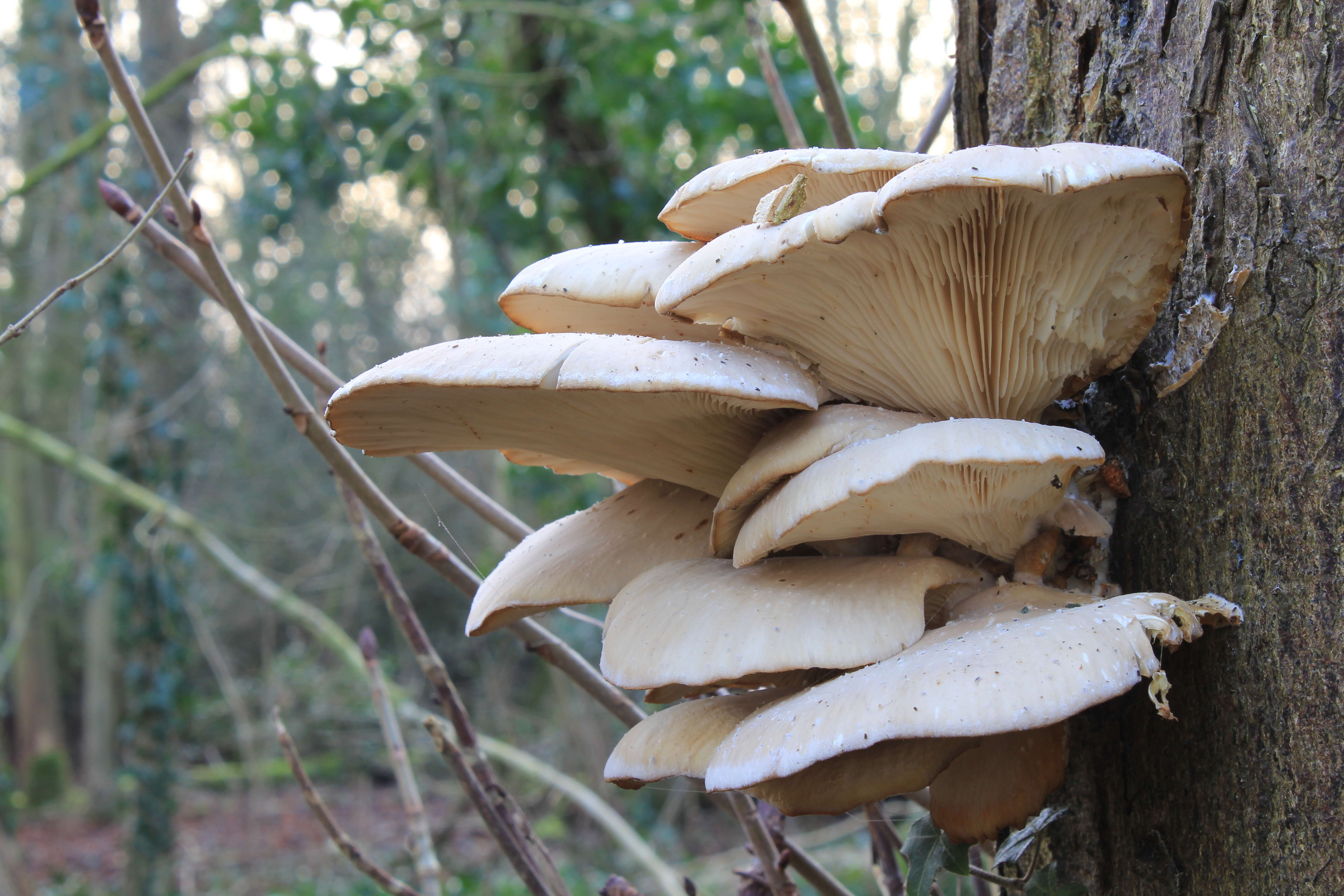 Image of Branched Oyster Mushroom