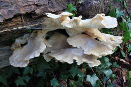 Image of Branched Oyster Mushroom